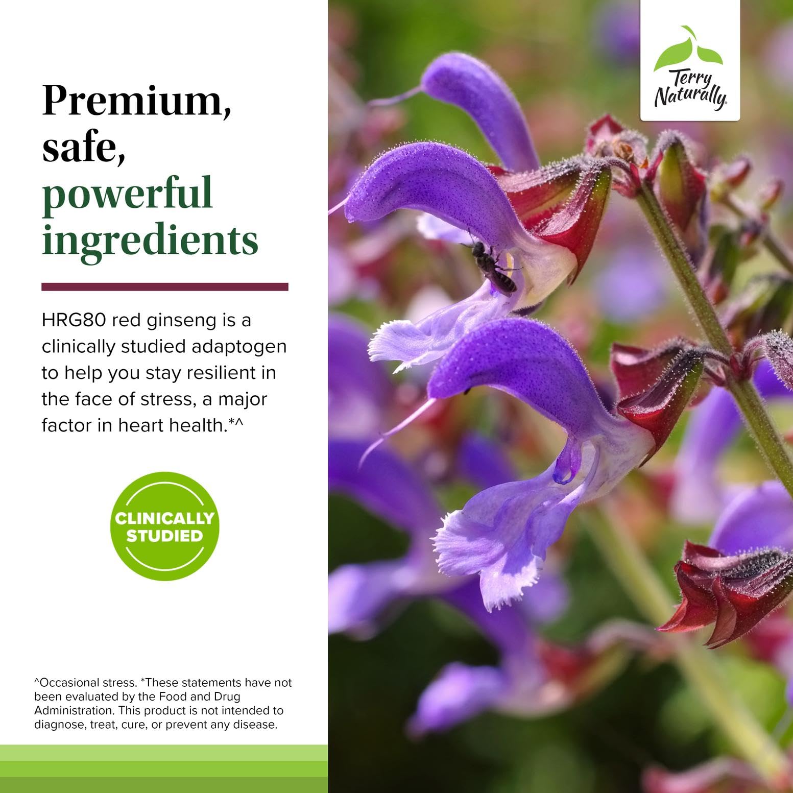 Terry Naturally Red Sage Plus — dose quotidienne facile pour le rythme journalier.