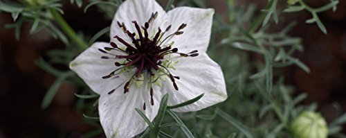 The Blessed Seed sans additifs: huile noire pure et naturelle.