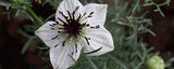 The Blessed Seed sans additifs: huile noire pure et naturelle.