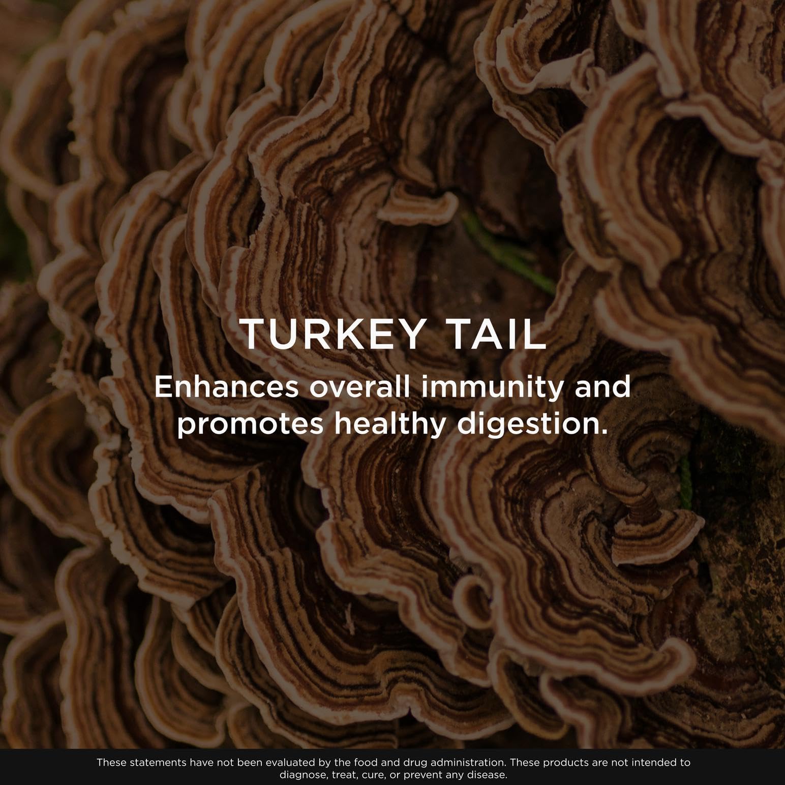 The Genius Brand Genius Turkey Tail - ingrédients naturels et champignons holistiques.