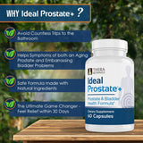Therabotanics Prostate Plus – ingrédients à base d'herbes et vitamines essentielles.