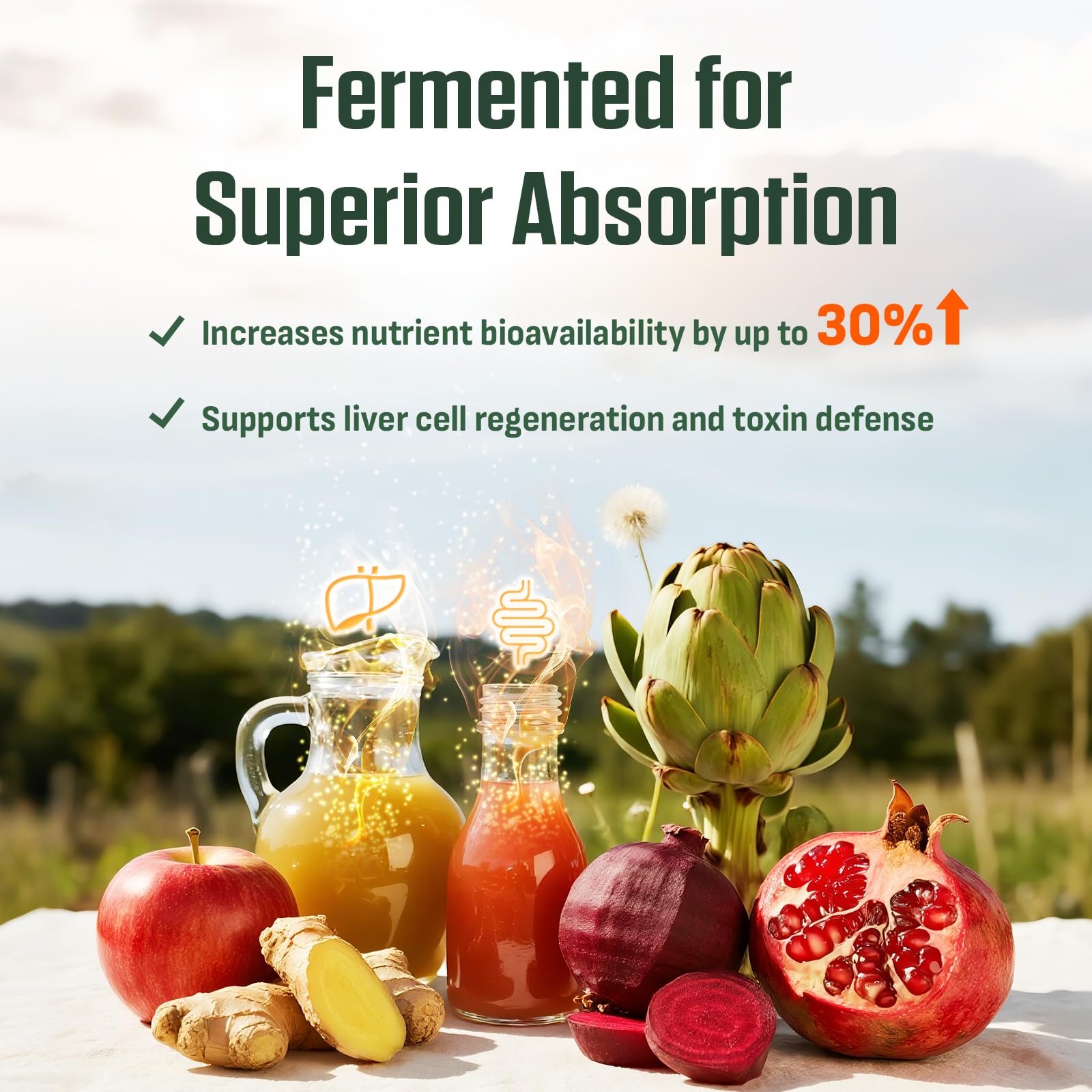 Fermentation HepaVital illustrée par ThrivyThystle pour visualiser l’absorption accrue.