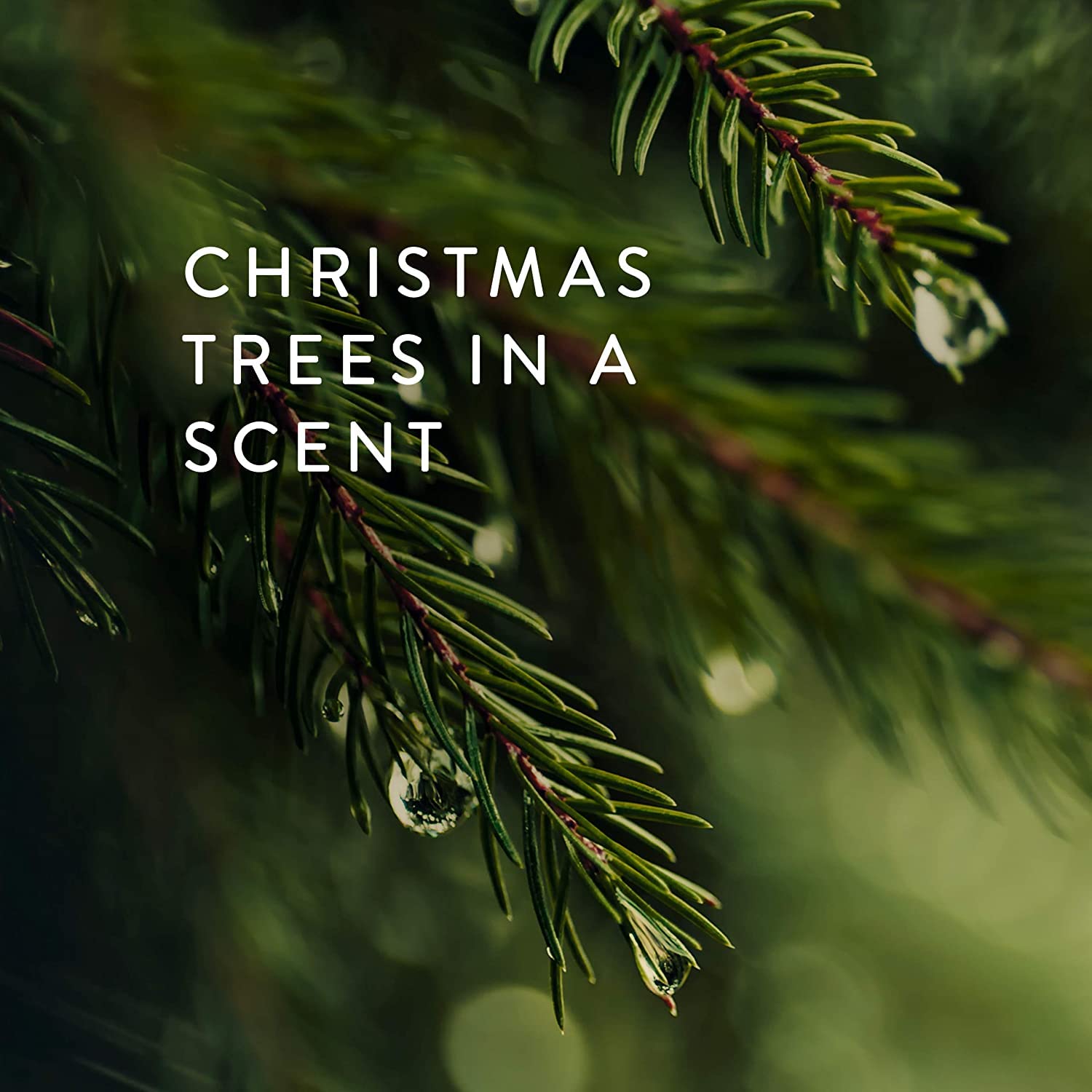Cadeau Thymes Frasier Fir élégant pour femmes et hommes
