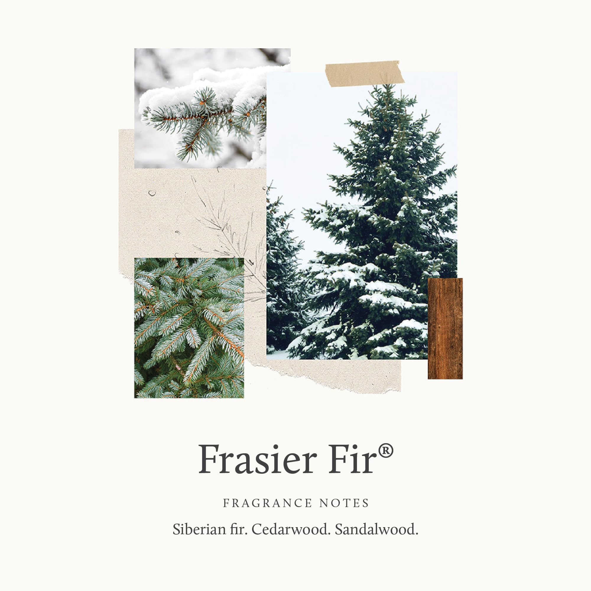 Bougie Thymes Frasier Fir notes cèdre et santal boisées