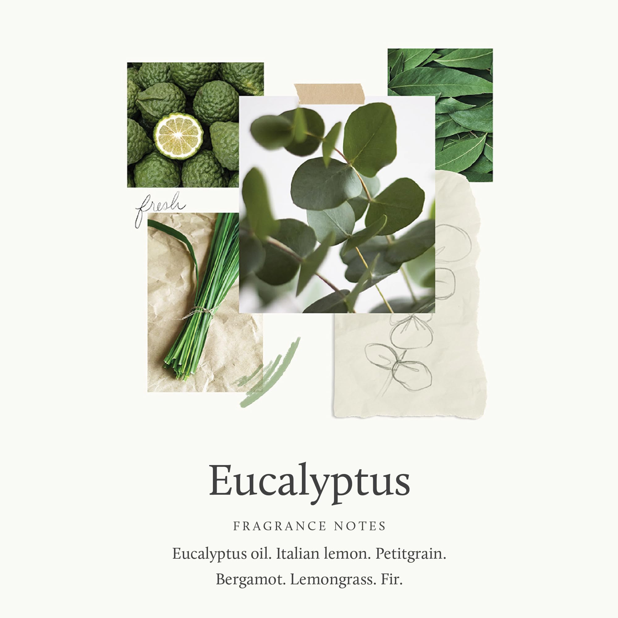 Réfille Eucalyptus Pura 4 avec notes vivifiantes pour une énergie subtile.