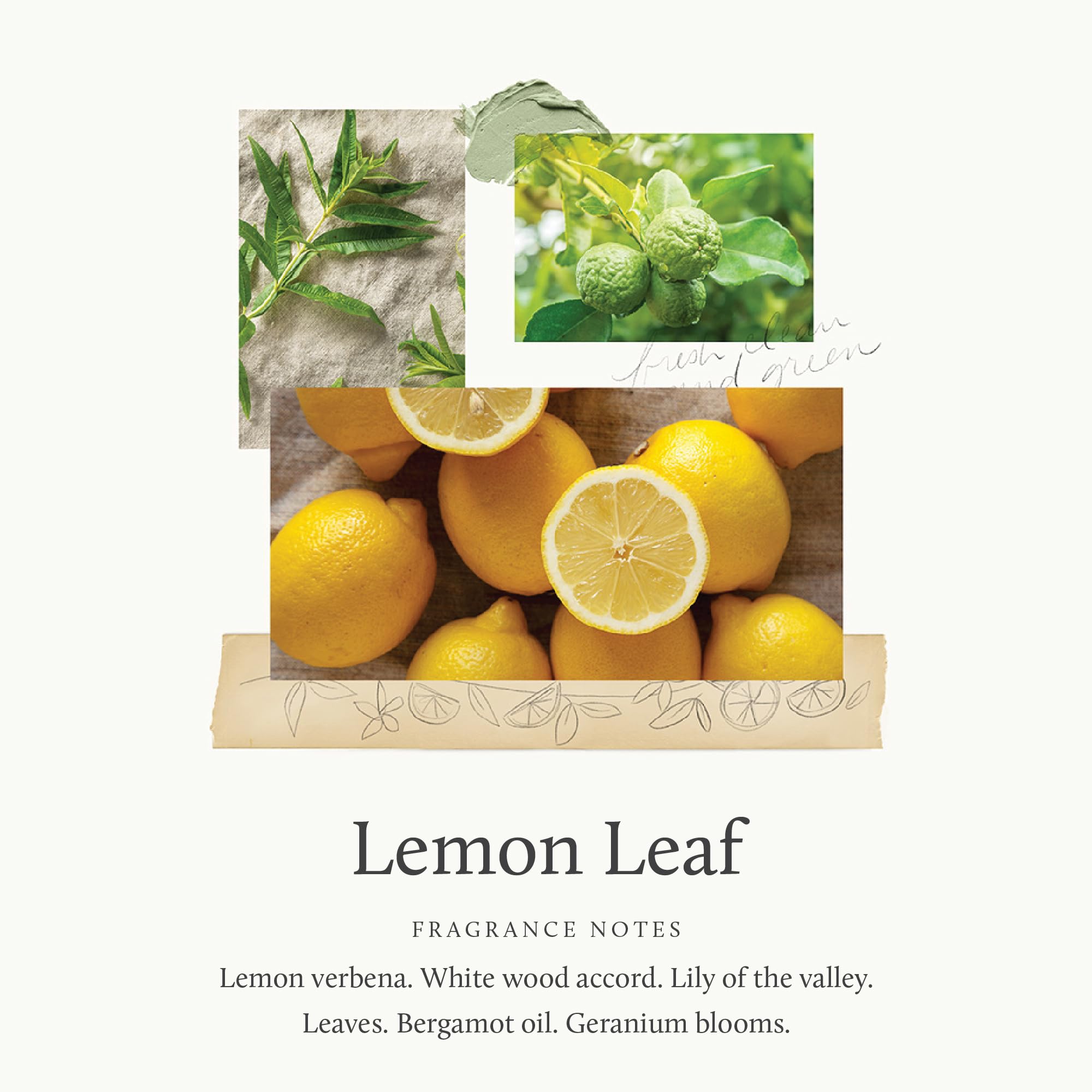 Vaporisateur Thymes intérieur au parfum citron-bergamote pour une ambiance durable