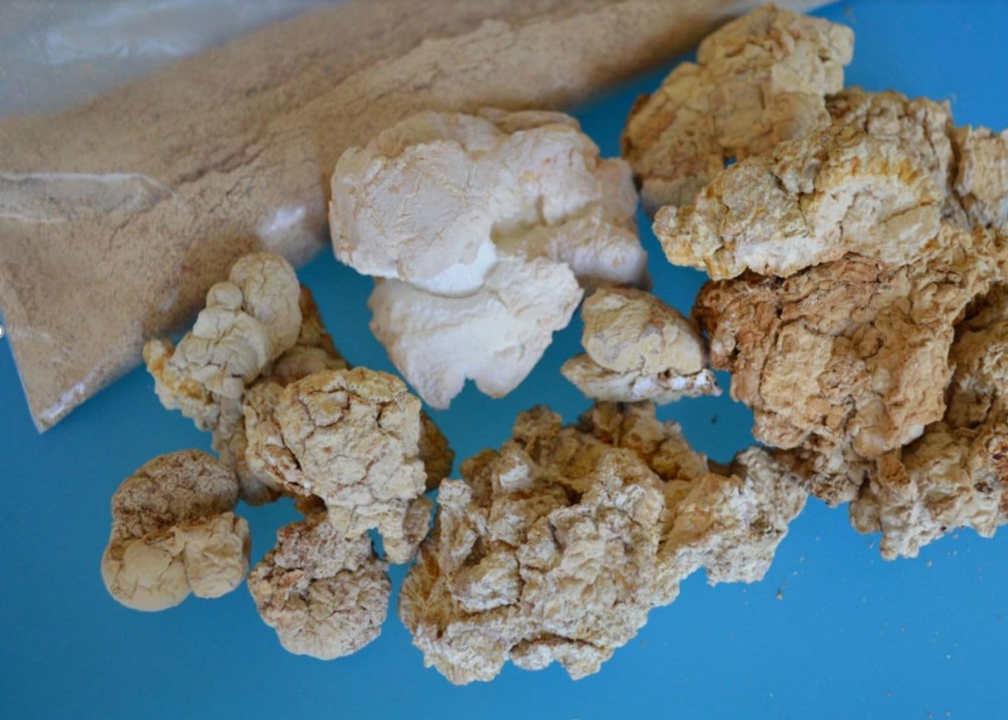 Ingrédients TIGERMM champignon lait-tigre, extrait biologique et naturel.