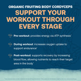 Cordyceps dans True Grace ElectroMag pour endurance potentielle