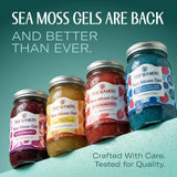 Pot de gel TrueSeaMoss, texture prête à être mélangée.