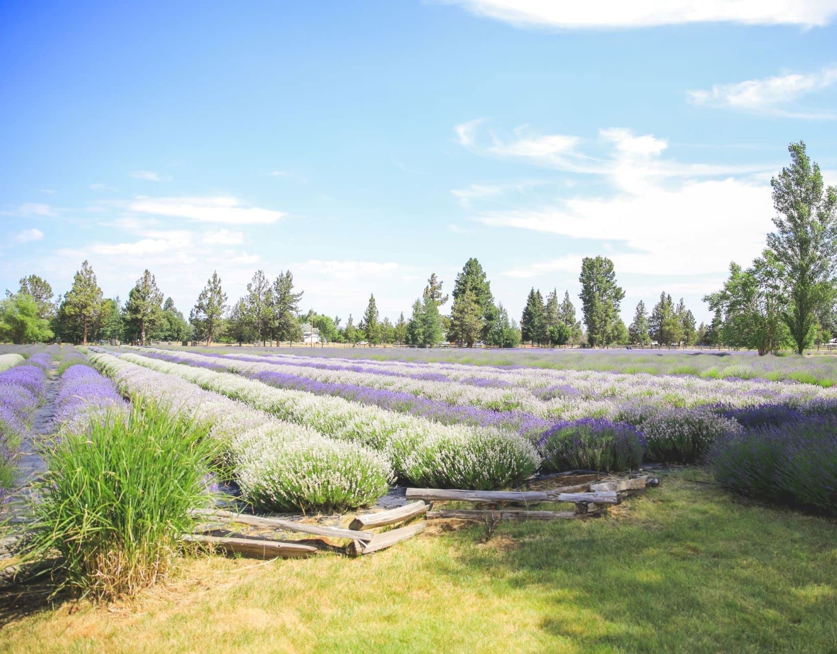 Tumalo Lavender Spray Soin Corps Lavande – hydratation légère et fraîche.