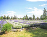 Tumalo Lavender Spray Soin Corps Lavande – hydratation légère et fraîche.