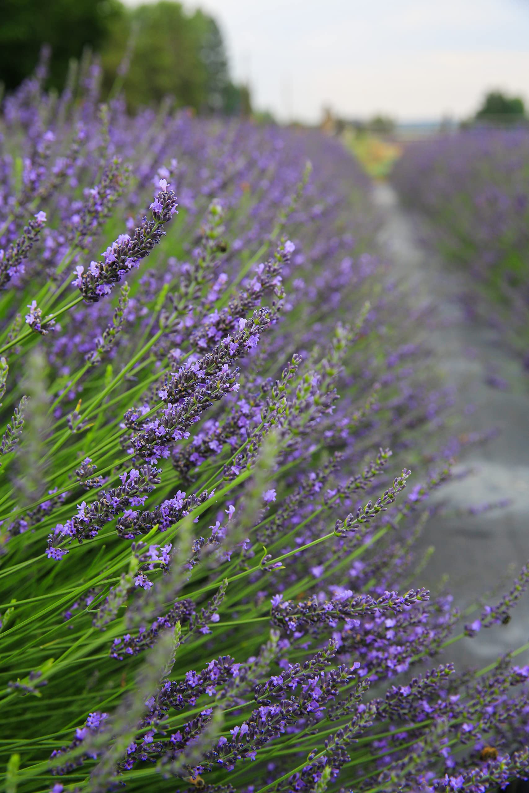 Tumalo Lavender Spray Tonique Peau – brume rafraîchissante pour le visage.