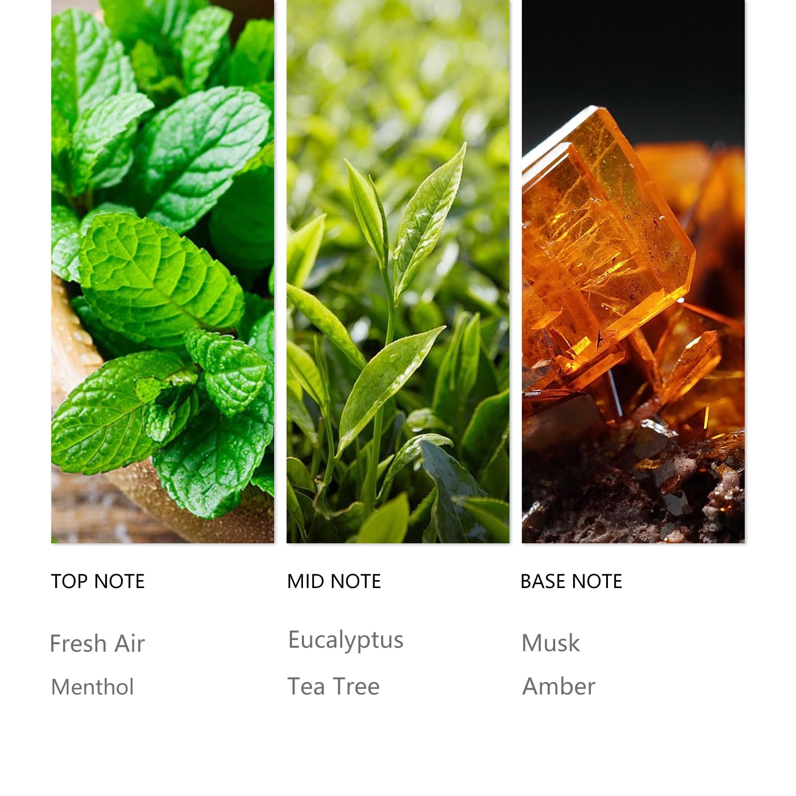 Notes Tuqila Infinity mêlant menthol et eucalyptus rafraîchissent votre espace.