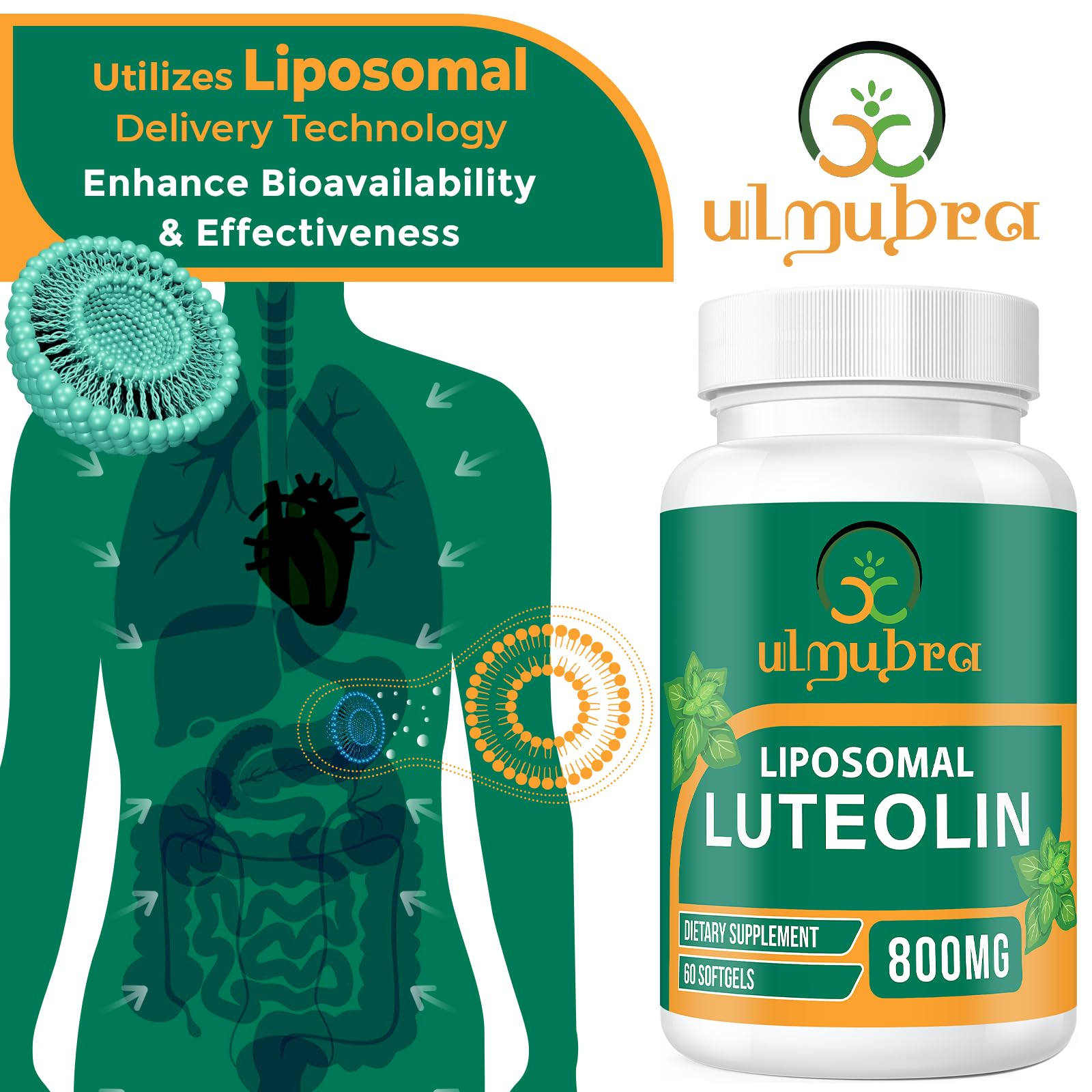Ulmubra 800 mg luteolin : concentration élevée pour l'utilisation quotidienne