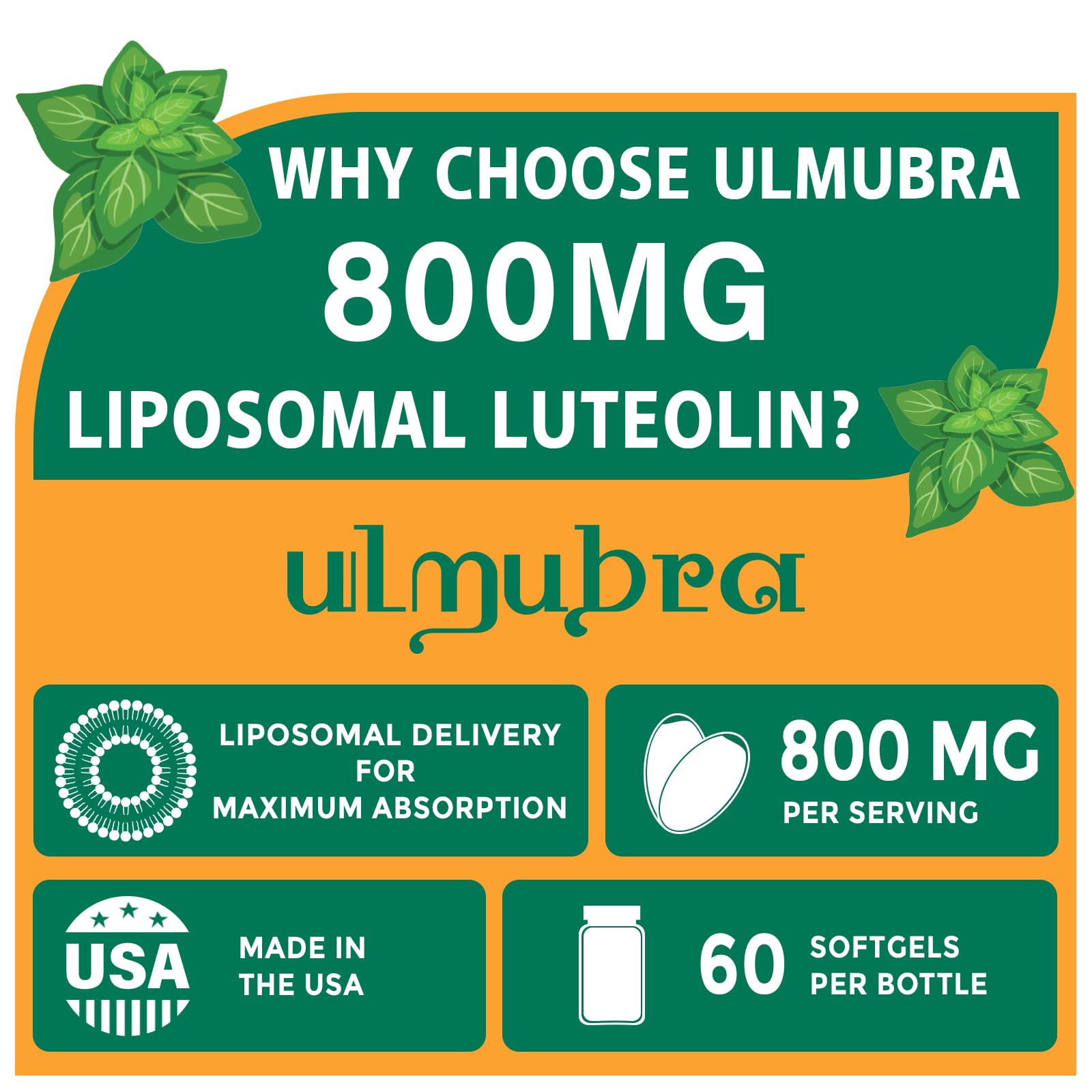 Ulmubra 800 mg luteolin : technologie liposomale améliorant la stabilité digestive