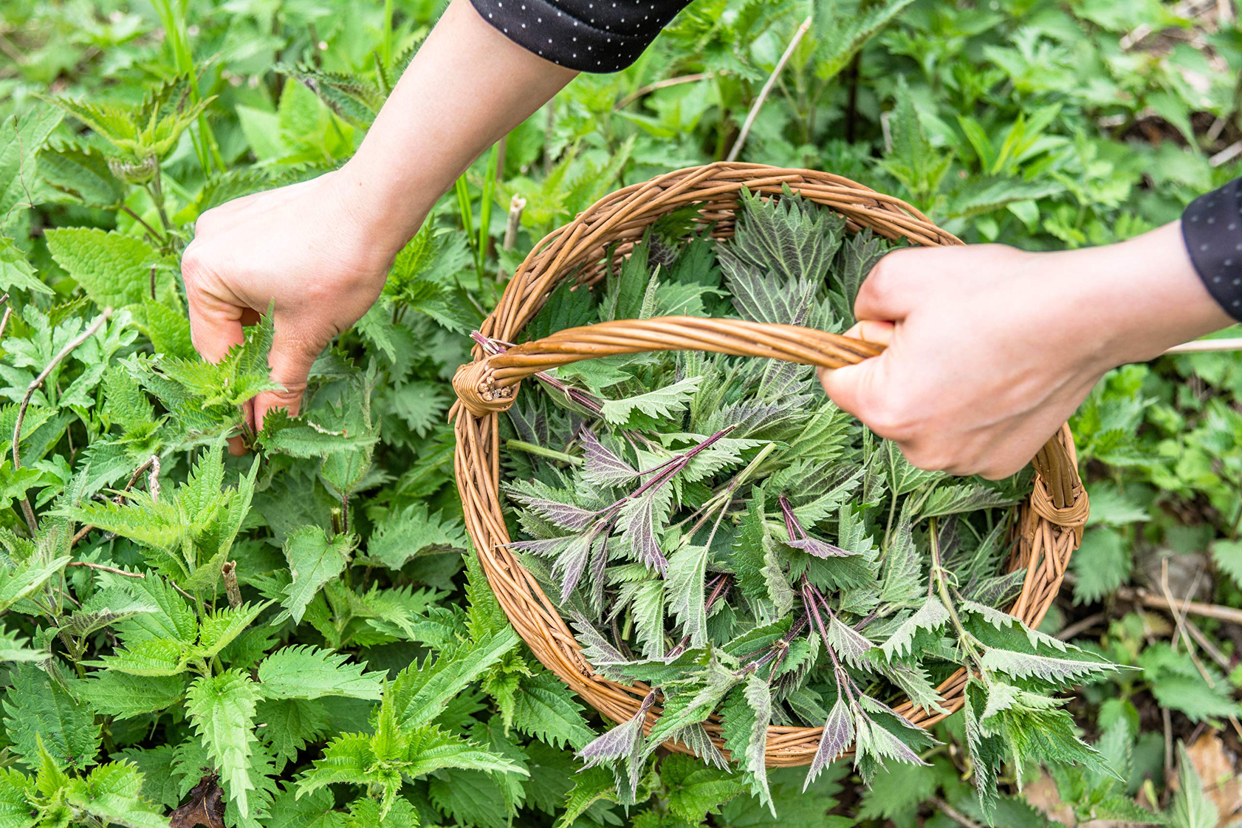 Récolte sauvage d’ortie – origine naturelle et traçabilité locale.