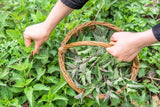 Récolte sauvage d’ortie – origine naturelle et traçabilité locale.