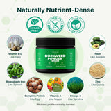 VINATURA Duckweed Salade Rapide : protéines végétales pour repas équilibré.