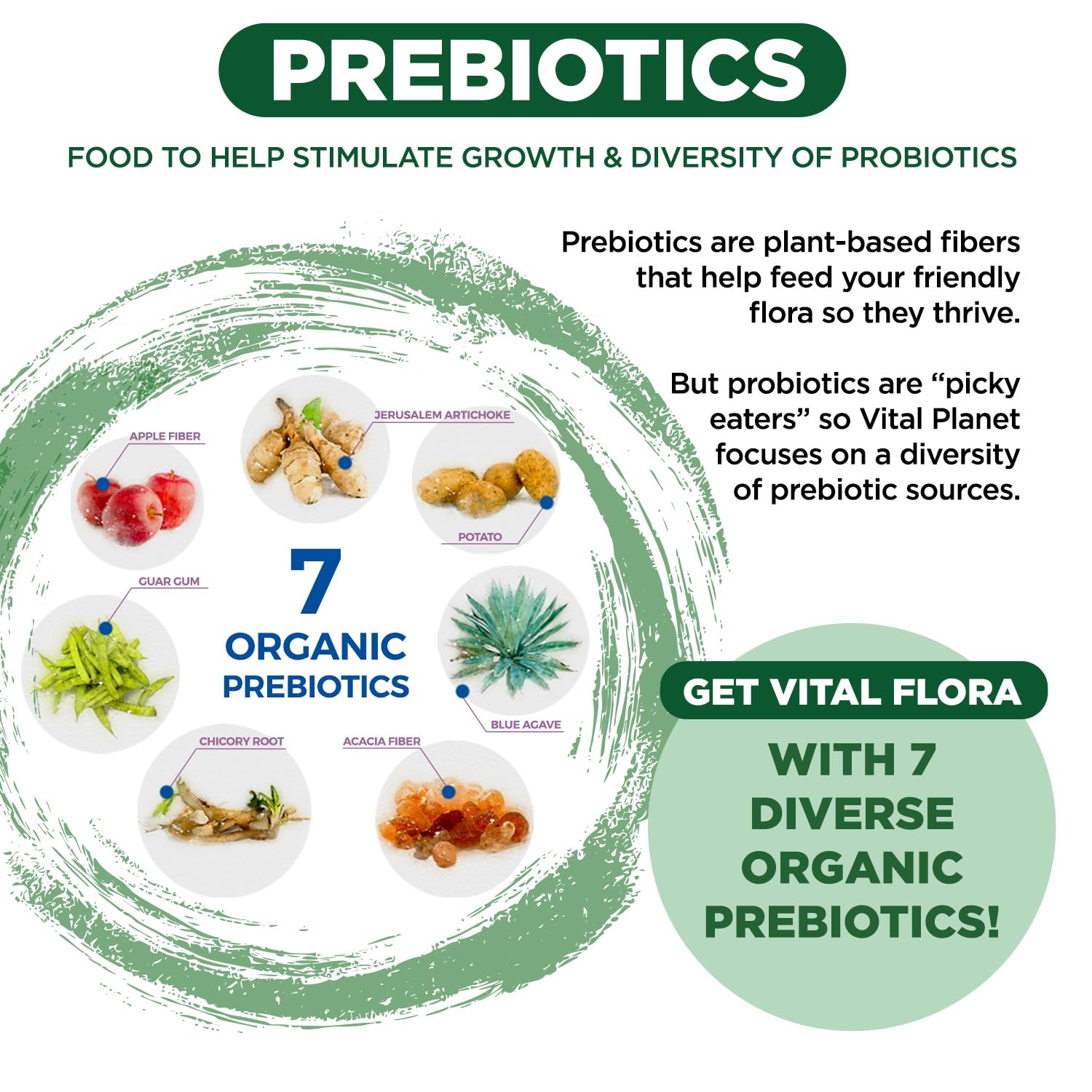 Vital Flora – Formule vegan: sans lactose, sans gluten et sans soja.