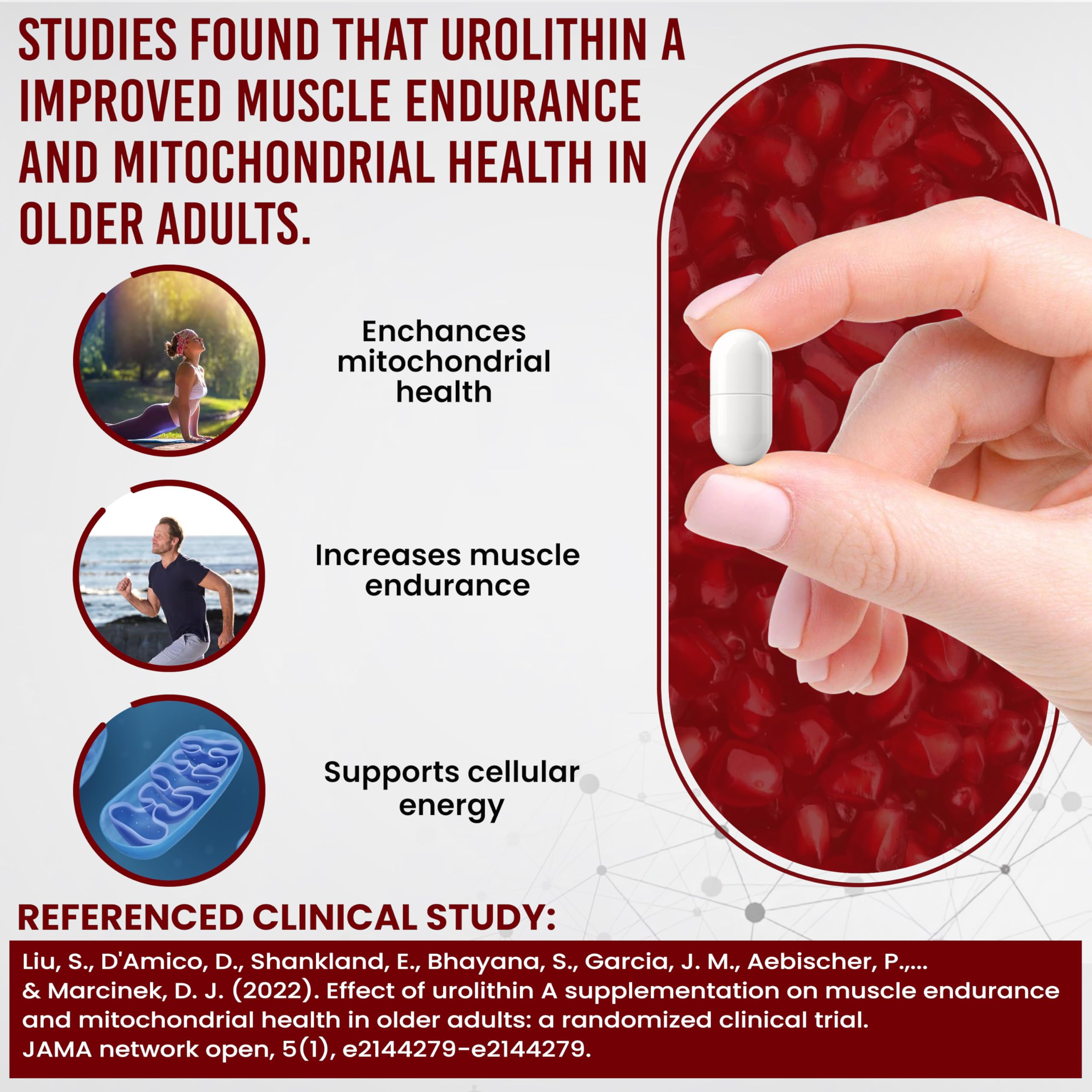 Vitalpha Urolithin A: capsules visibles, facile intégration dans la routine quotidienne.