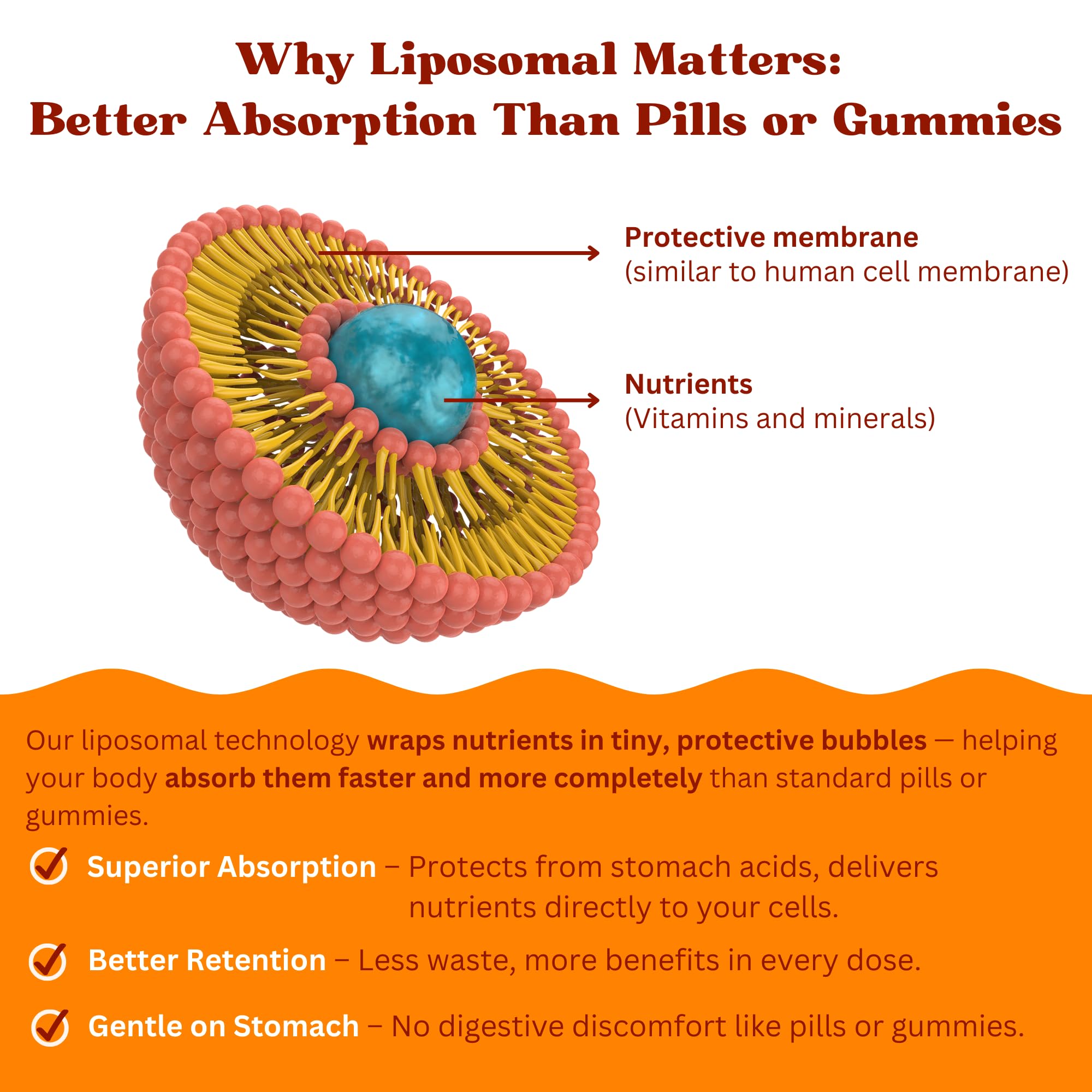 Compte-gouttes Vitaminally 50+ liposomale multivitamine pour dosage précis.