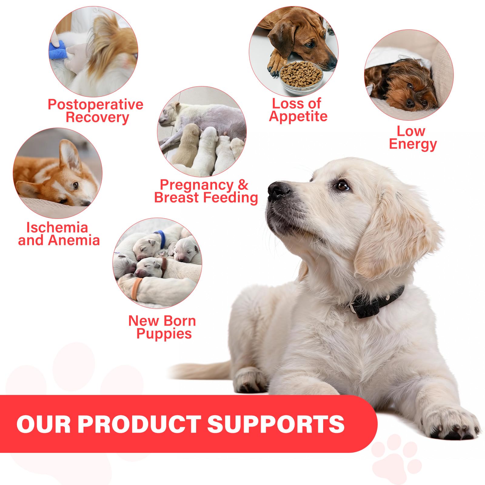 Ingrédients VivaElixir pour chiens : fer, vitamine B12 et folates.