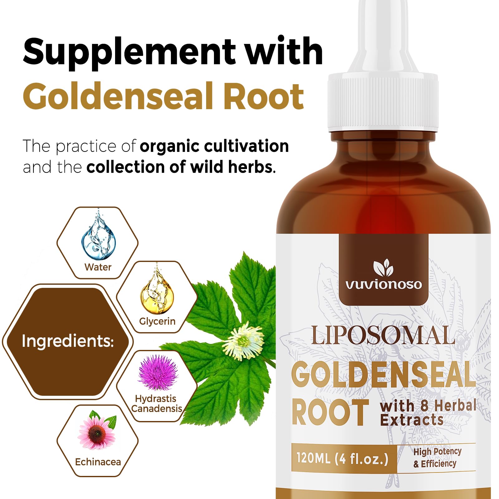 Gouttes Vuvionoso Goldenseal pour routine quotidienne facilitée.