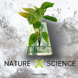 Wasabi Brain boite-produit: rangement facile dans la routine santé