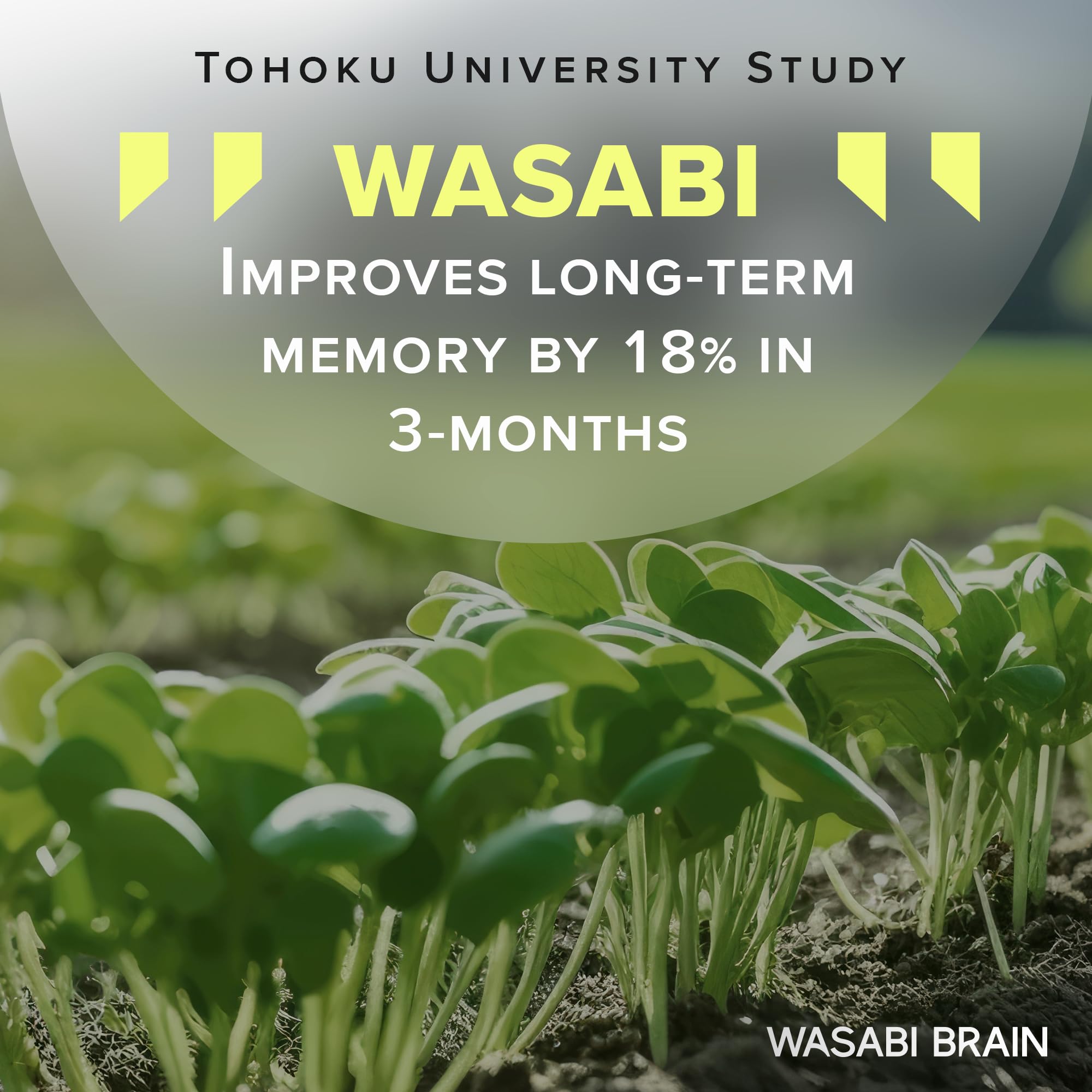 Wasabi Brain extrait-wasabi: extrait végétal riche en actifs potentiels