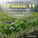 Wasabi Brain extrait-wasabi: extrait végétal riche en actifs potentiels