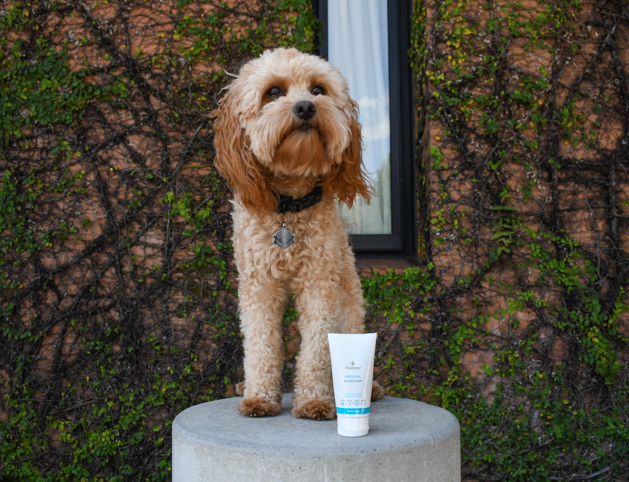 Soin polyvalent Waxelene pour animaux et maison.