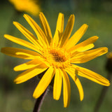 Application du baume Arnica Weleda sur la peau après un effort physique.