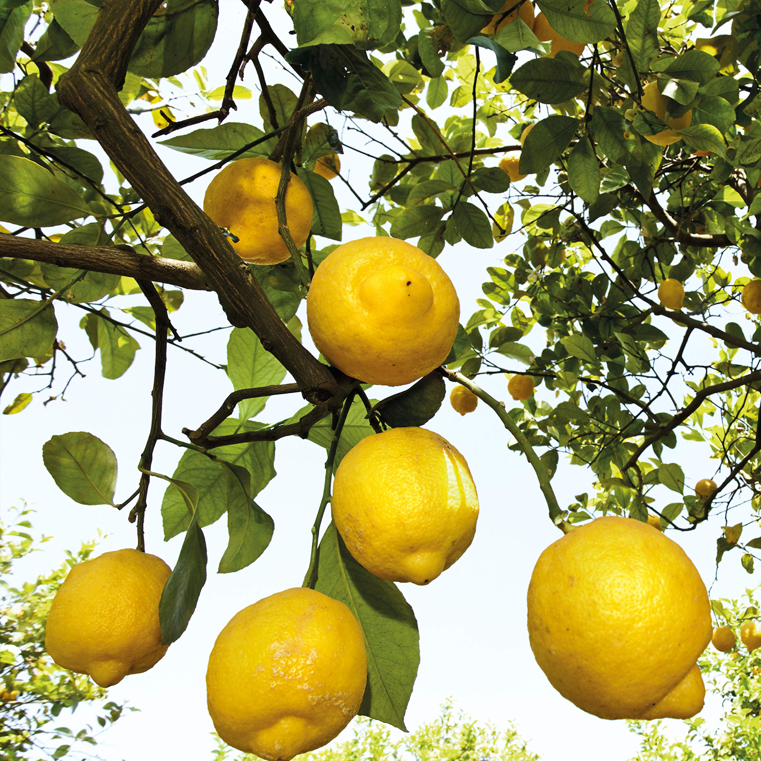 Weleda Citrus Déodorant, emballage en verre recyclable et écologique.