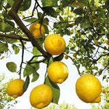 Weleda Citrus Déodorant, emballage en verre recyclable et écologique.