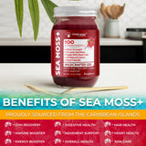 Gel d’algues irlandaises WELLNESS LABSRX framboise dans petit pot pratique.