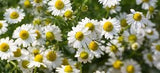 White Label Premium Herbes et Epices nom botanique matricaria chamomilia utile en tisanes.