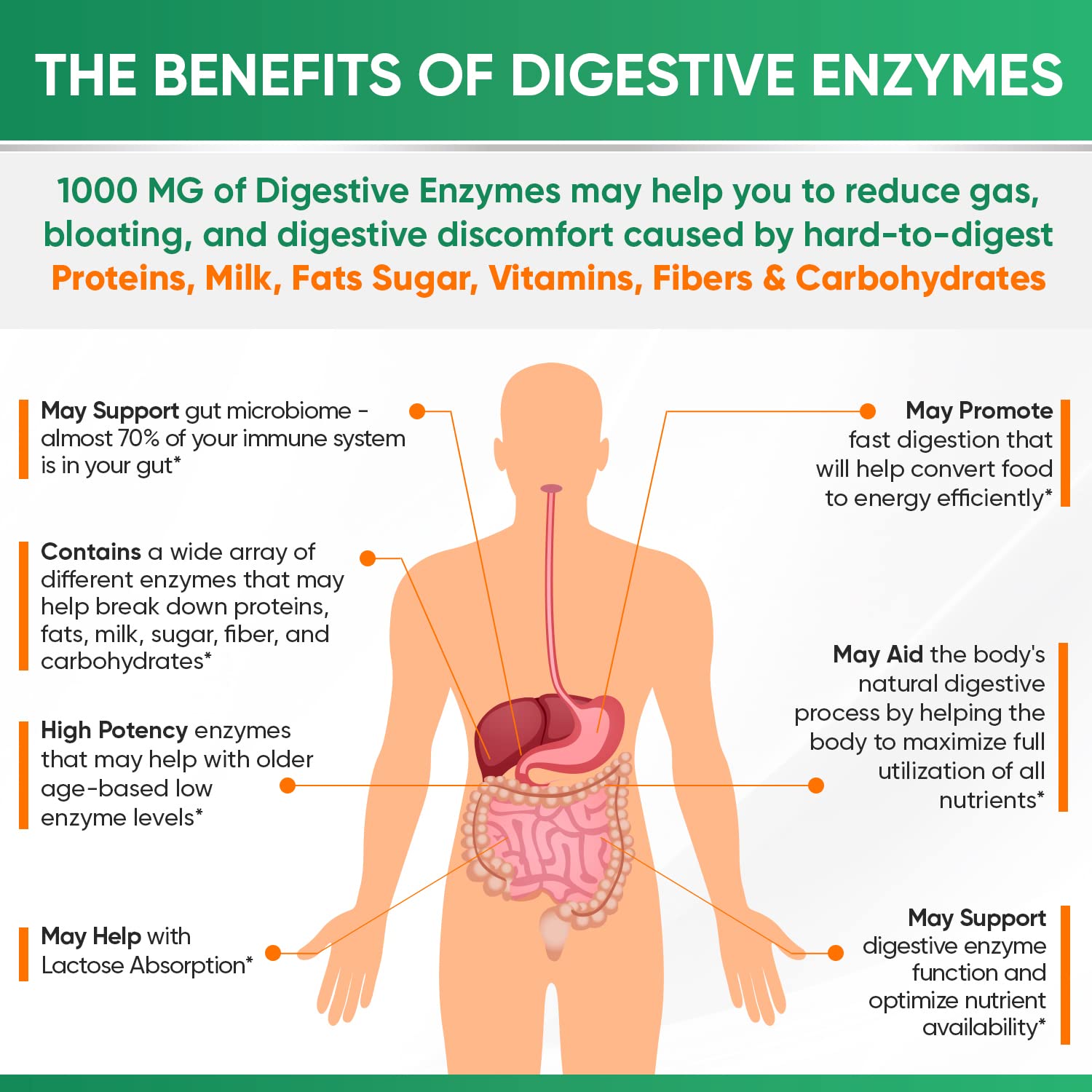 Wholesome Wellness Digestive Enzymes: emballage durable et ingrédients biologiques.