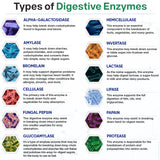Wholesome Wellness Digestive Enzymes: utilisation recommandée avec les repas pour confort digestif.