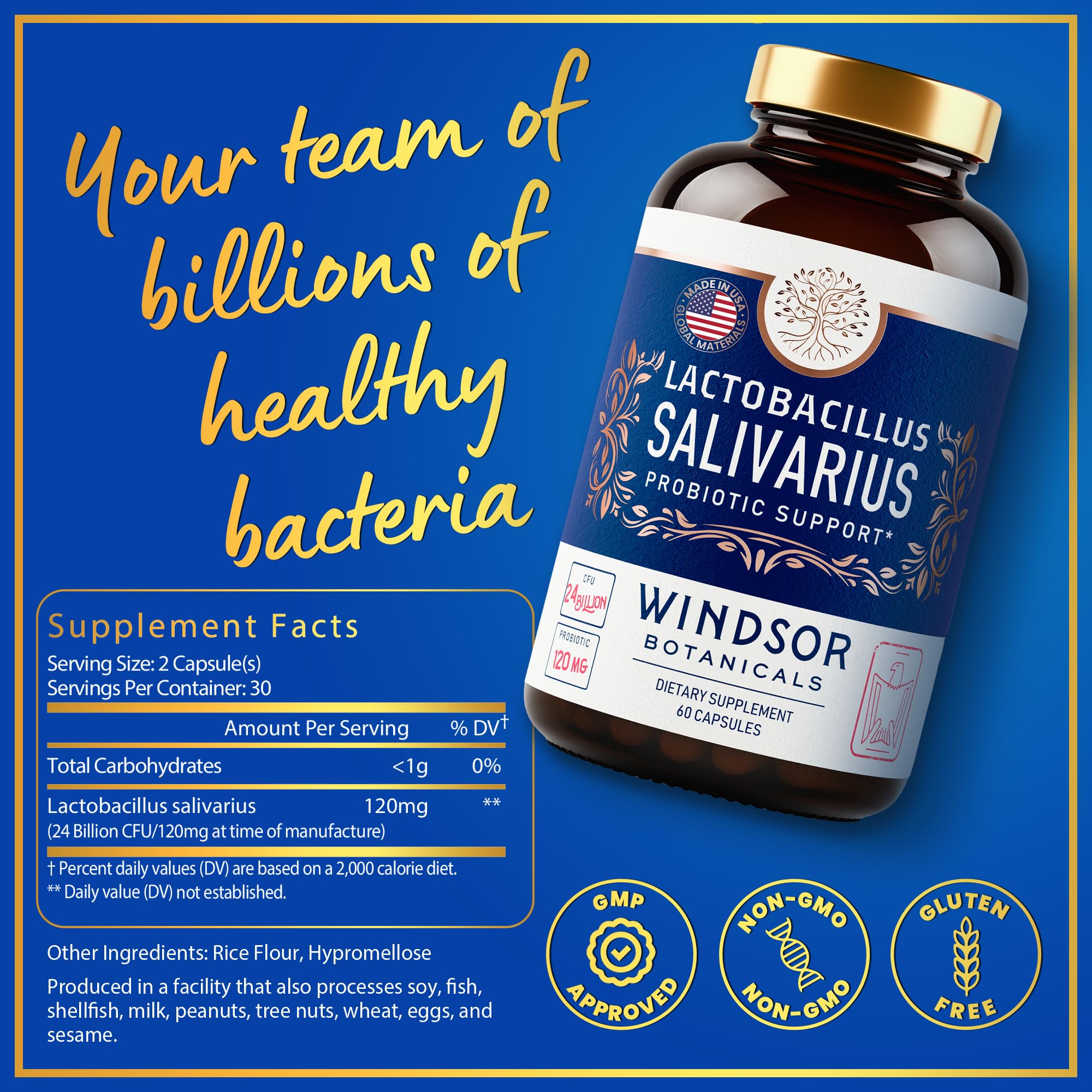 Lactobacillus Salivarius Windsor gélules, soutien quotidien des dents et gencives.