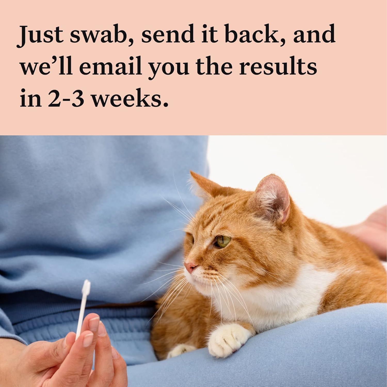 Rapport genetique Wisdom Panel Complete orientant les soins preventifs du chat.