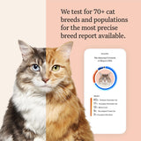 Wisdom Panel Complete : prélèvement sanguin chat simple et sans stress.