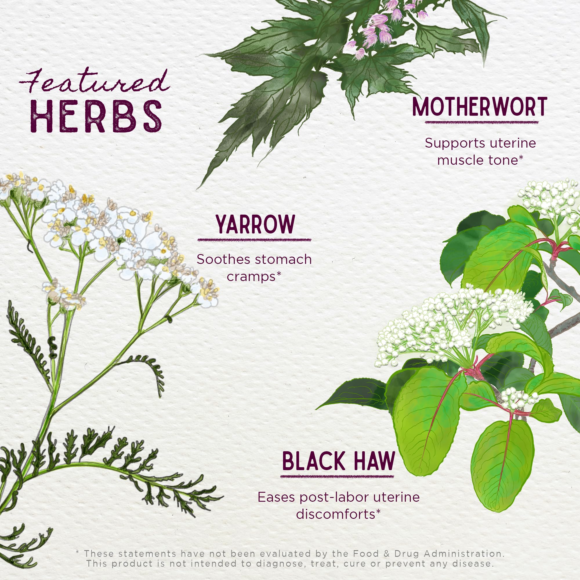 WishGarden AfterEase, ingredients-ecorce-cramp-bark-ecorce-black-haw: ingrédients botaniques pour soutenir l'utérus.