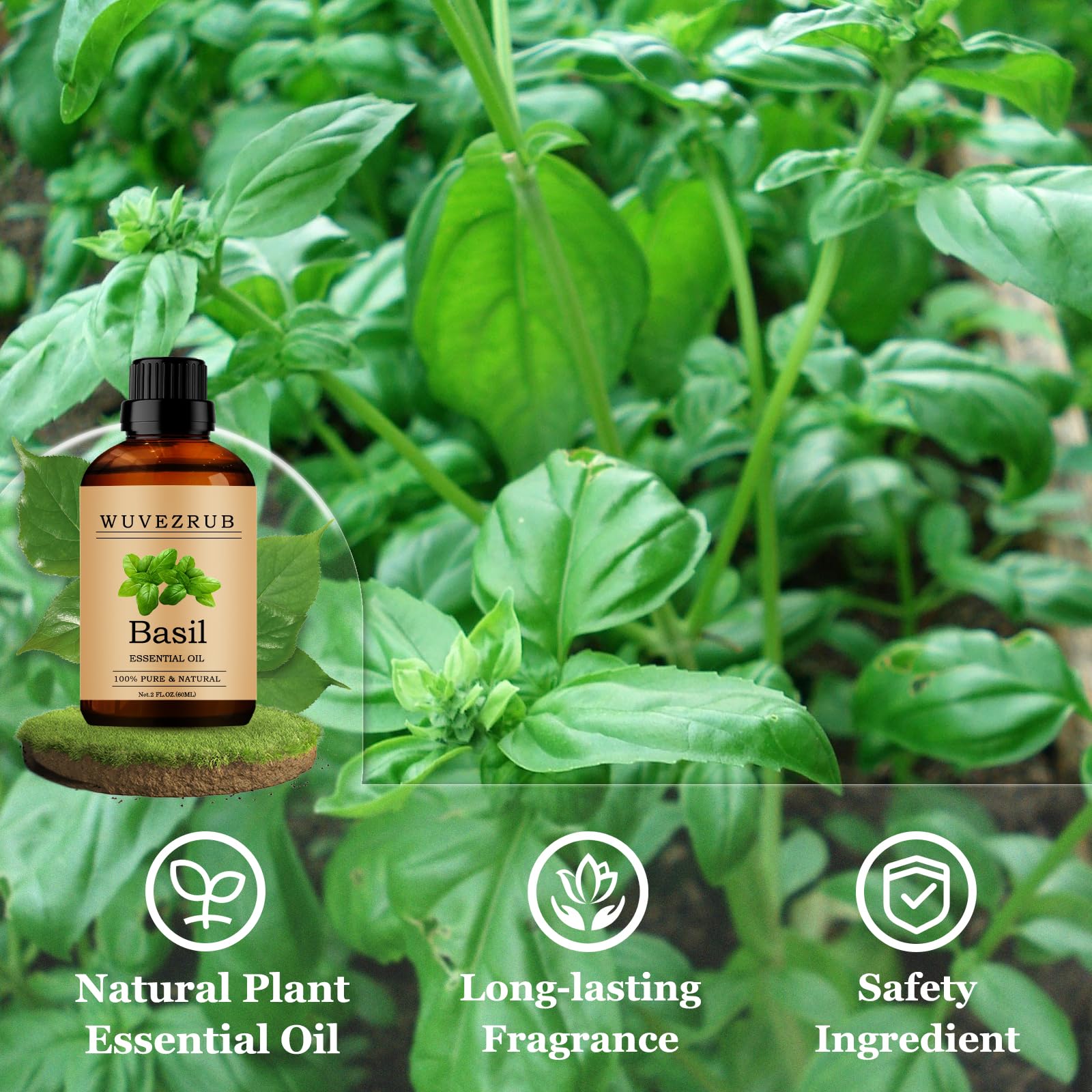 Wuvezrub basilic – usage maison pour bougies et savons parfumés.