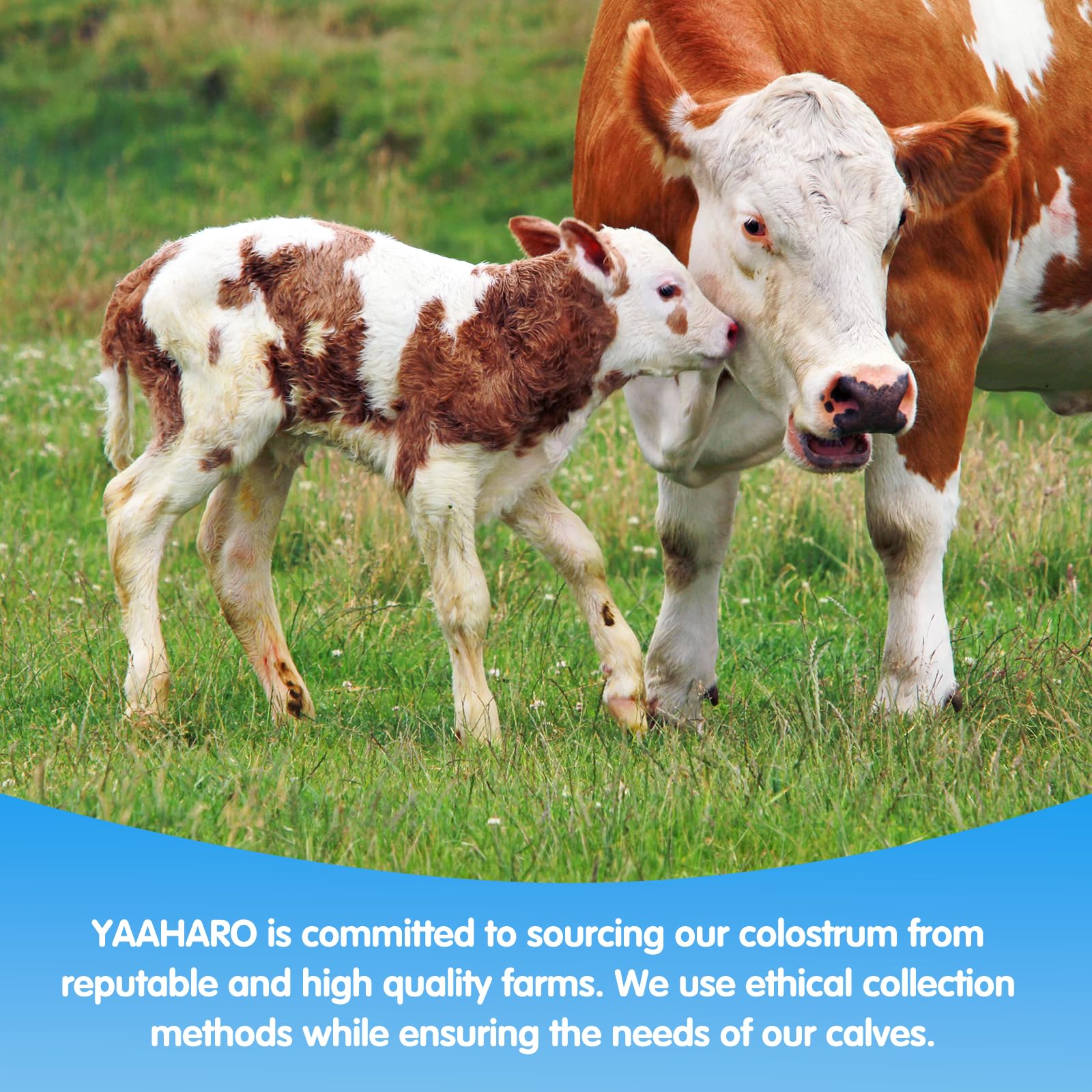 Yaaharo Colostrum en poudre, avantages potentiels pour peau, cheveux et ongles.