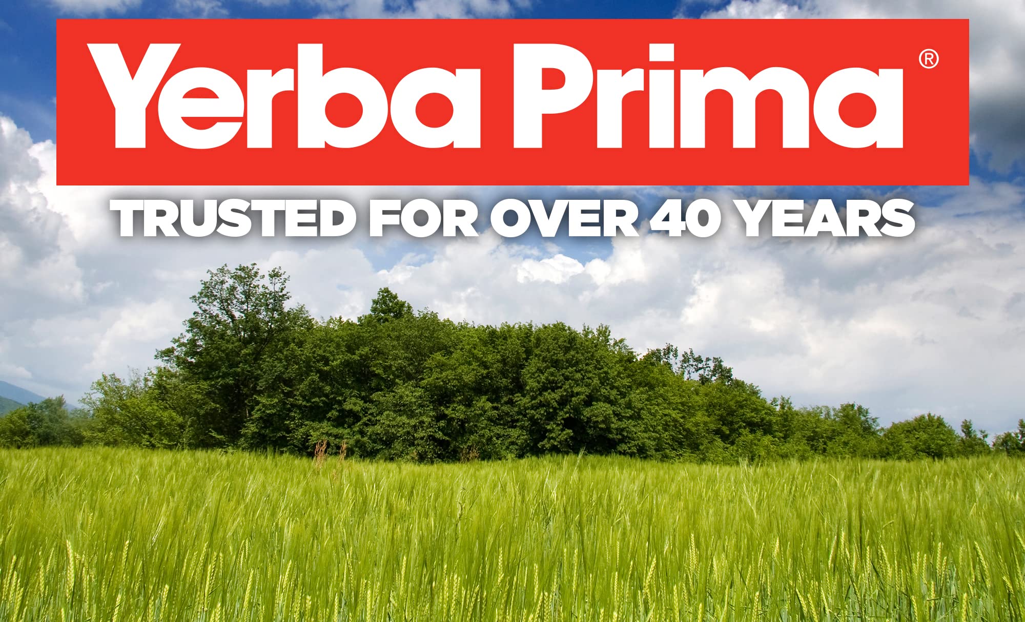 Étiquette Yerba Prima Psyllium coques, ingrédients vegan et sans gluten.
