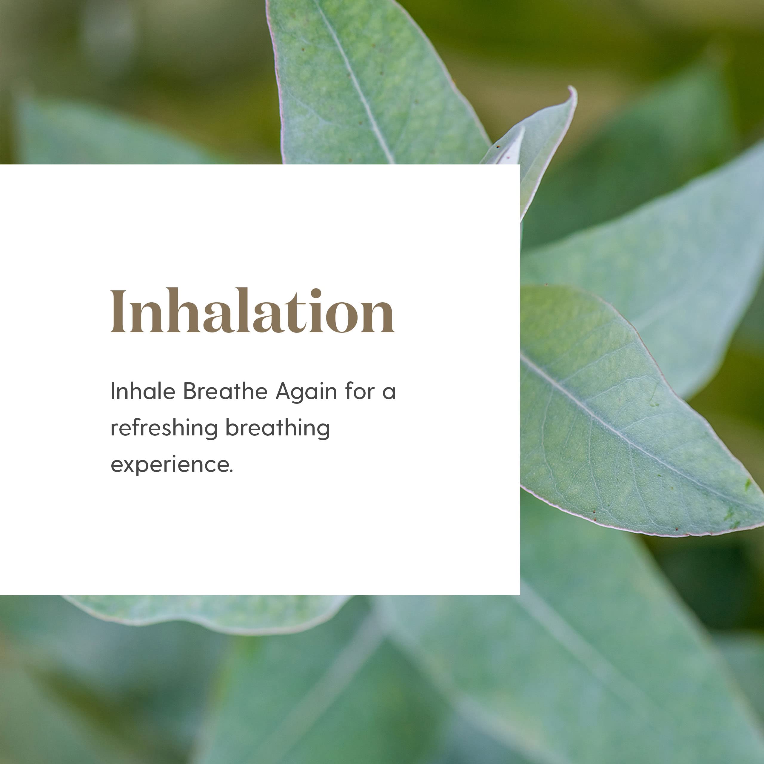 Young Living Breathe Again: copaïba, myrte et menthe poivrée pour un arôme revitalisant.