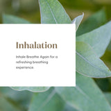 Young Living Breathe Again: copaïba, myrte et menthe poivrée pour un arôme revitalisant.