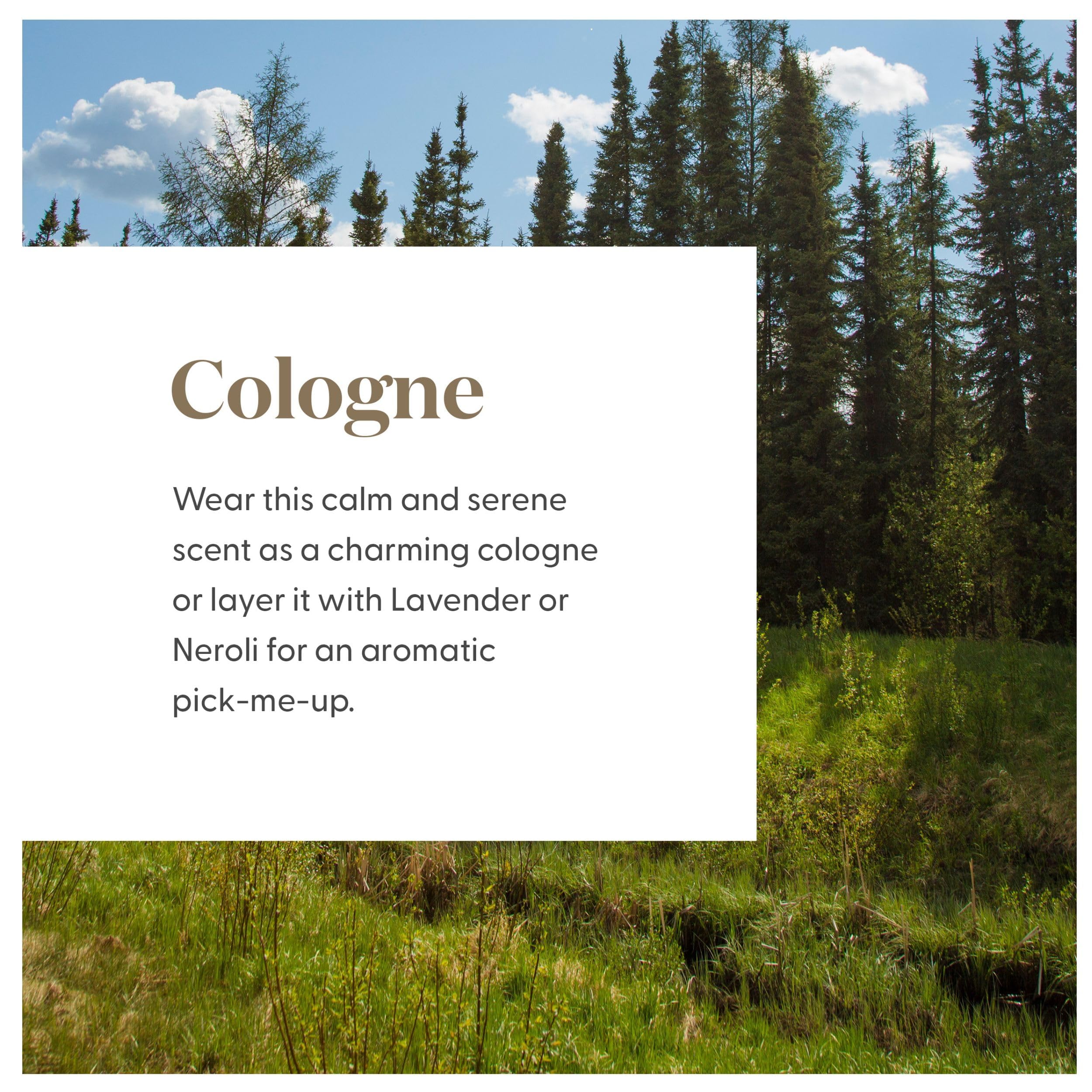 Young Living Épinette Noire des Lumières du Nord – Forêt sauvage récoltée, parfum authentique et pur.