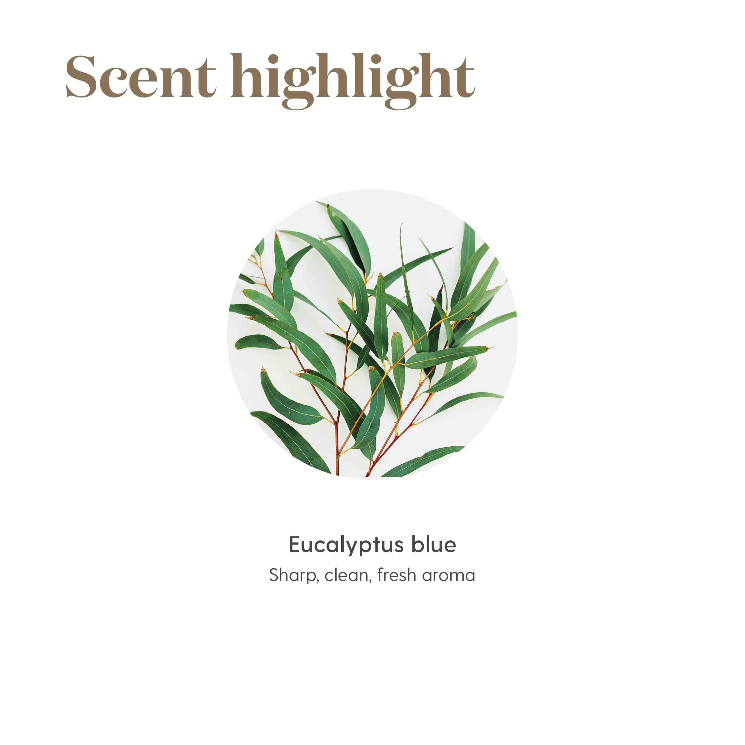 Arôme Eucalyptus Blue de Young Living pour une ambiance calmante et rafraîchissante.