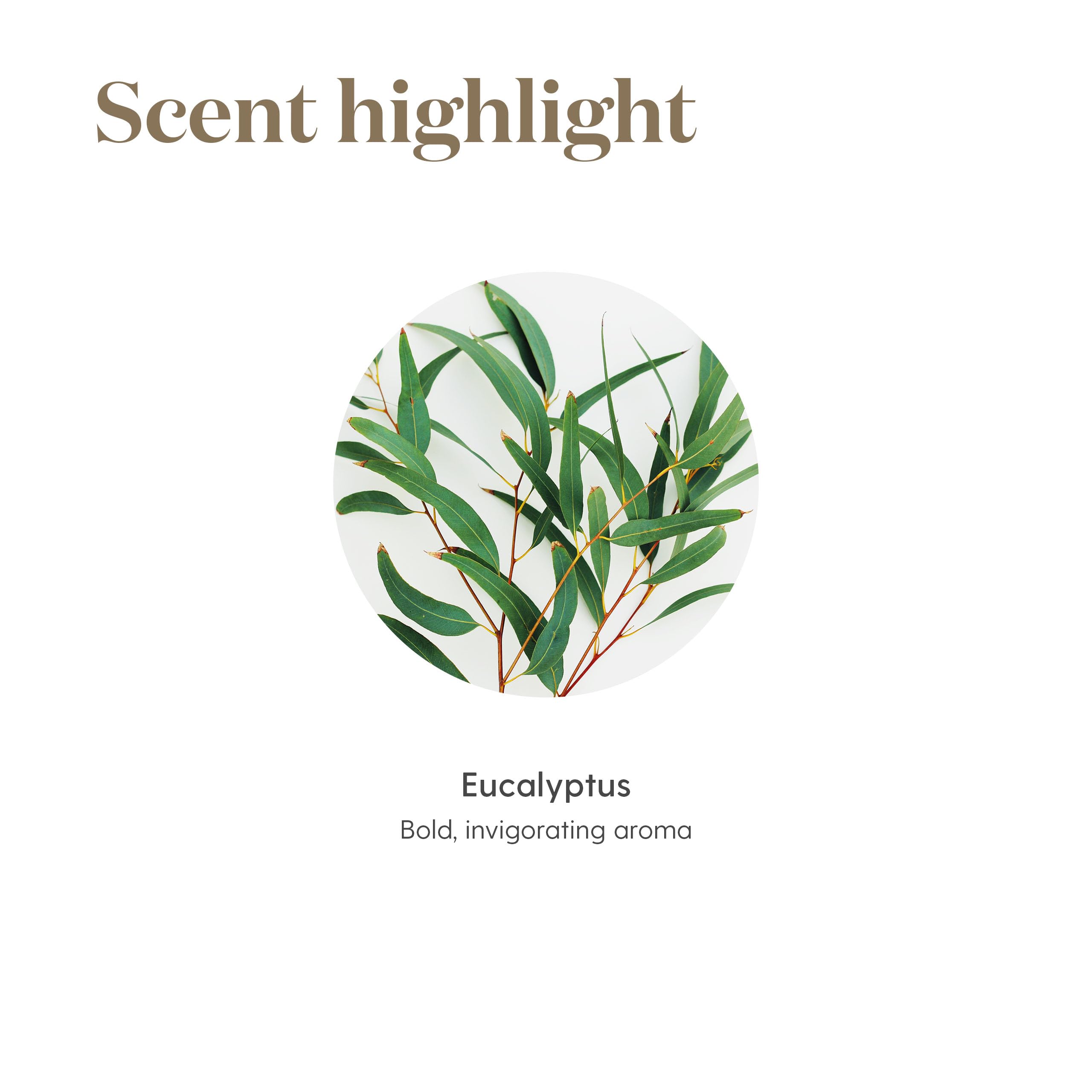 Young Living Eucalyptus Radiata, parfum apaisant pour relaxation en fin de journée.